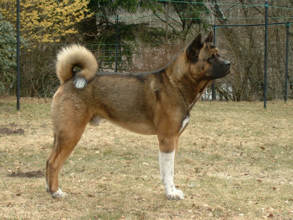 Akita americano