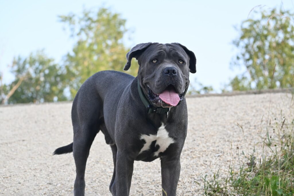 Cane Corso