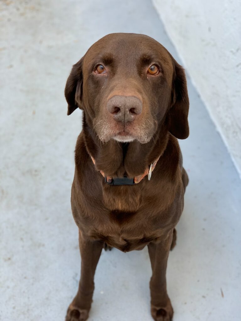 Labrador cioccolato