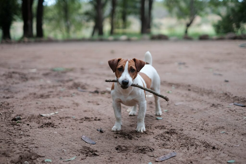 Jack russell